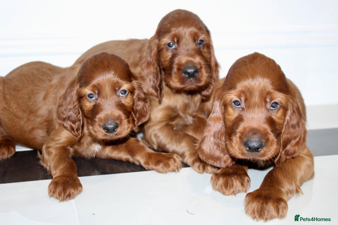 Irish Setter dogs - Advert 1