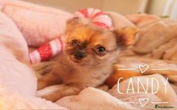 Chihuahua dogs for sale: Merle Chihuahua Puppies Longhaired Apple-head - Advert 3