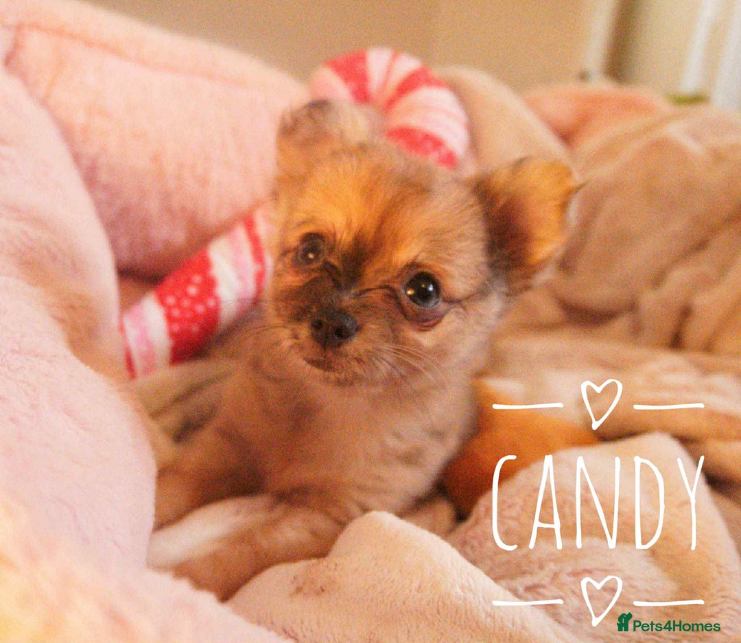 Chihuahua dogs for sale: Merle Chihuahua Puppies Longhaired Apple-head - Advert 3