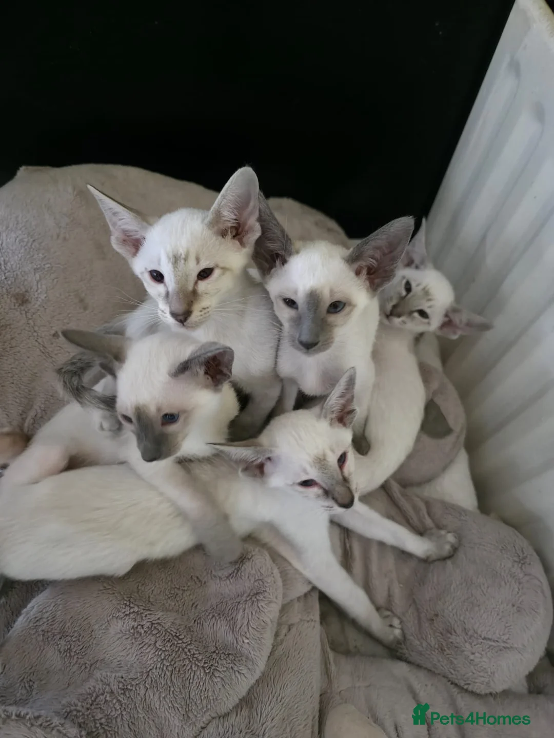 Siamese cats for sale: Beautiful GCCF Siamese Kittens ready end of May - Advert 1