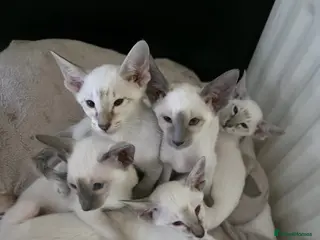 Siamese cats Beautiful GCCF Siamese Kittens ready end of May - Advert 5