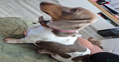 Dachshund dogs in Peacehaven - Advert 9