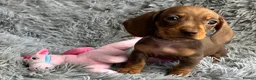 Miniature Dachshund dogs for sale: KC reg, PRA Clear Beautiful Natured Pups - Advert 28