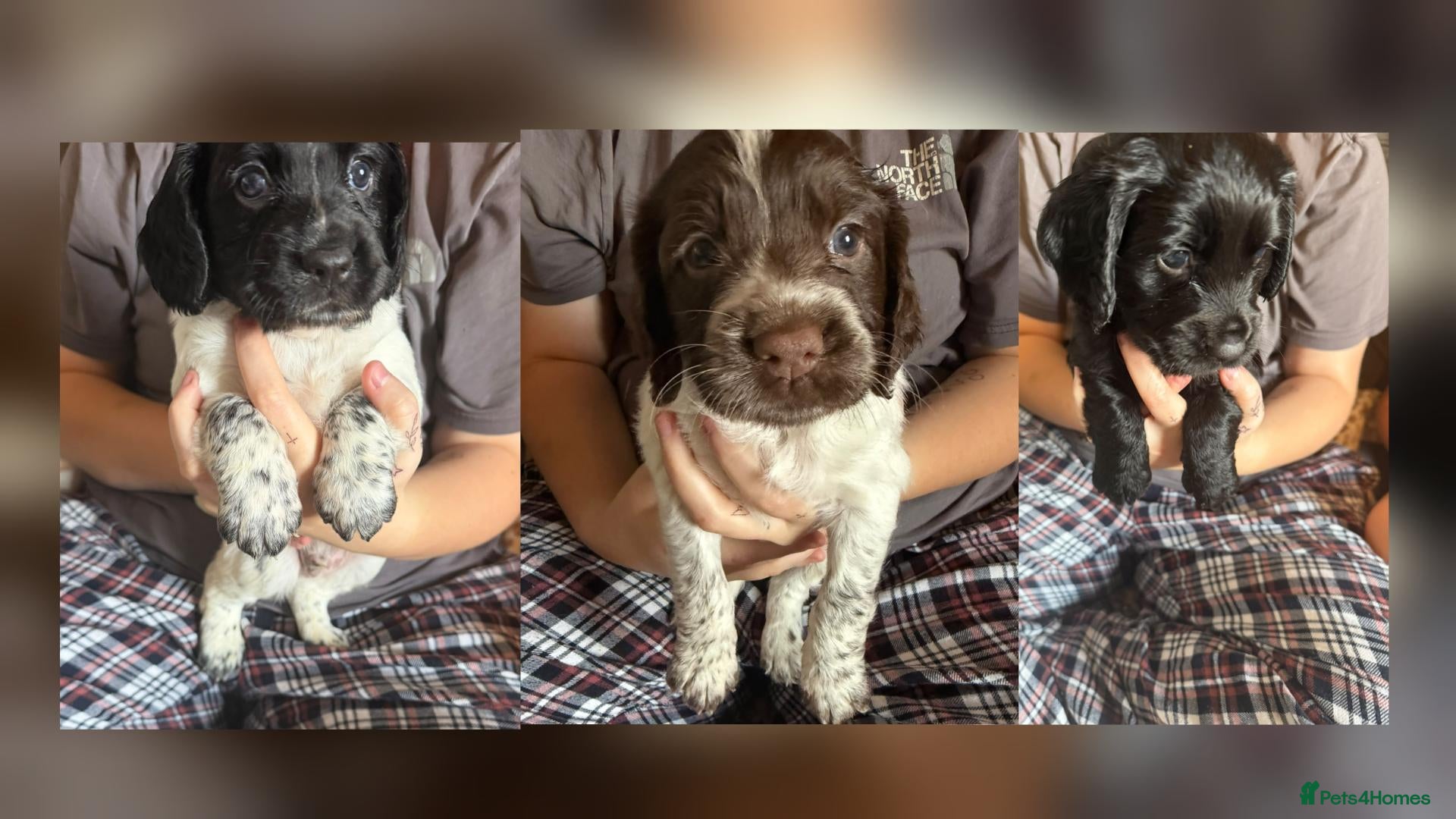 Cocker Spaniel dogs COCKER SPANIELS 2 Boys 1 Girl SCARBOROUGH  - Advert 5