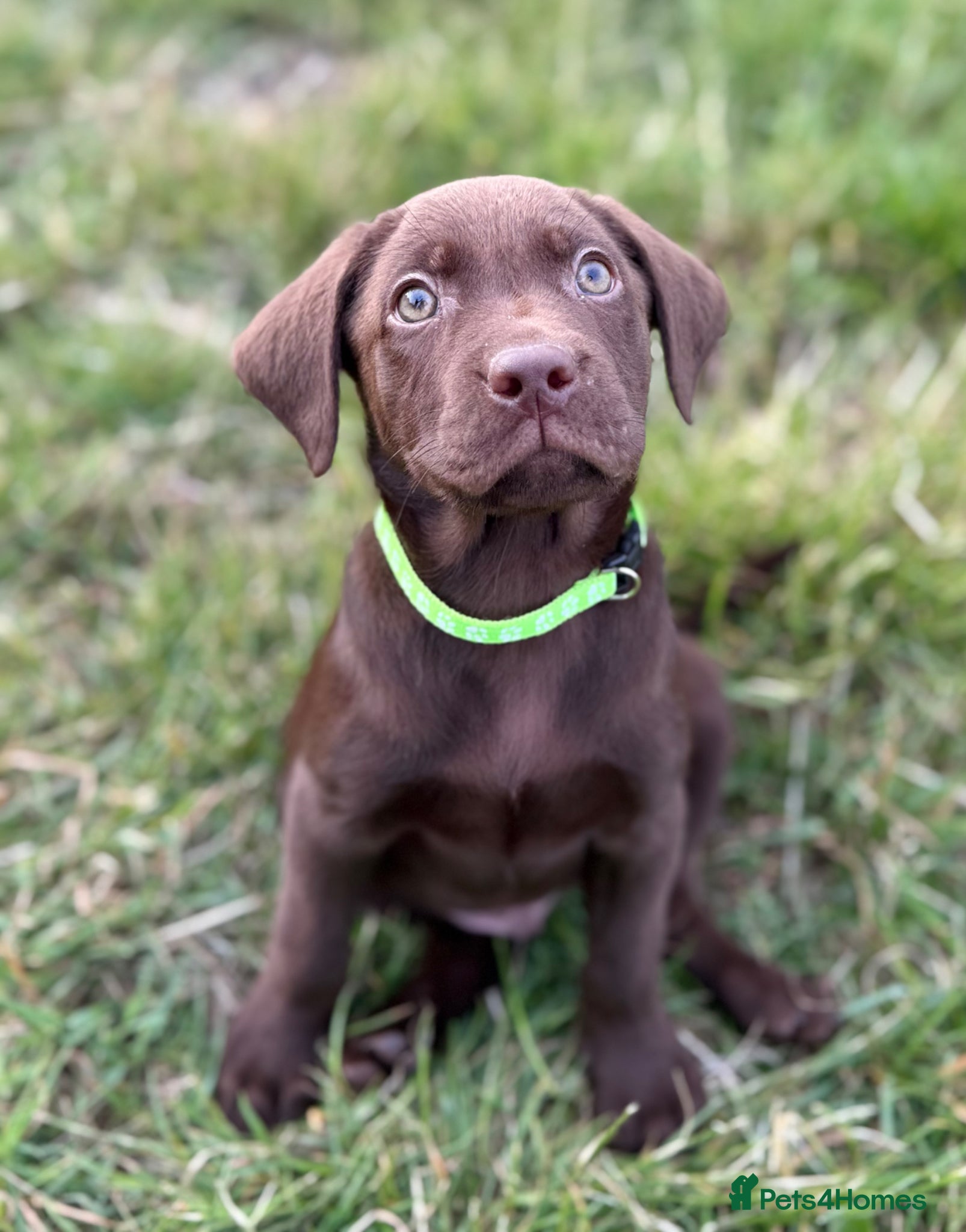 Labrador Retriever dogs New Arrivals at Westfena 🐾 Labradors  - Advert 1