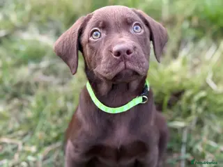 Labrador Retriever dogs for sale: New Arrivals at Westfena 🐾 Labradors - Advert 1