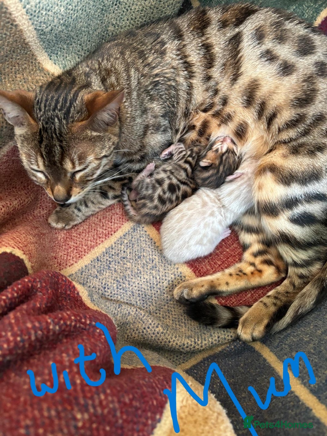 Bengal cats for sale: Brown Bengal Boy Kitten  - Image 2