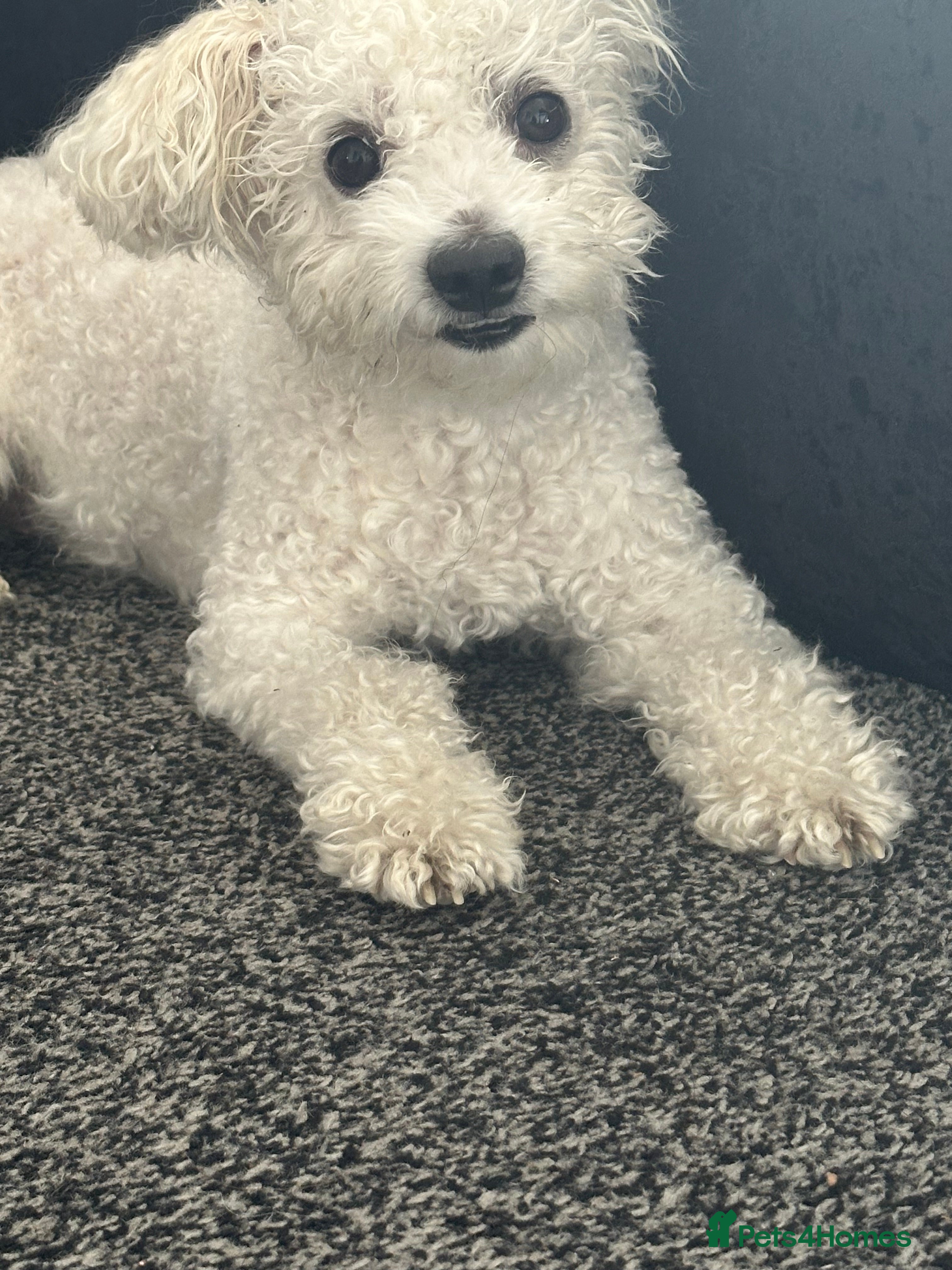 Mixed Breed dogs Maltichon  - Advert 9