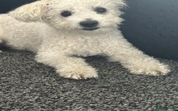Mixed Breed dogs for sale: Maltichon  - Image 1