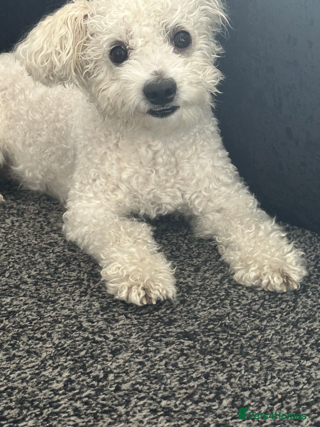 Mixed Breed dogs for sale: Maltichon  - Image 1