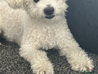 Mixed Breed dogs Maltichon - Advert 16