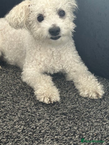 Mixed Breed dogs Maltichon - Advert 16