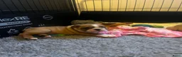 English Bulldog dogs for sale: KC British Bulldog puppies  in Liss - Advert 6