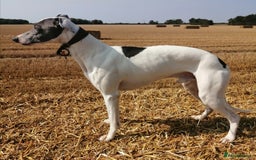 Whippet dogs for stud: Whippet Studs in Boston - Image 2