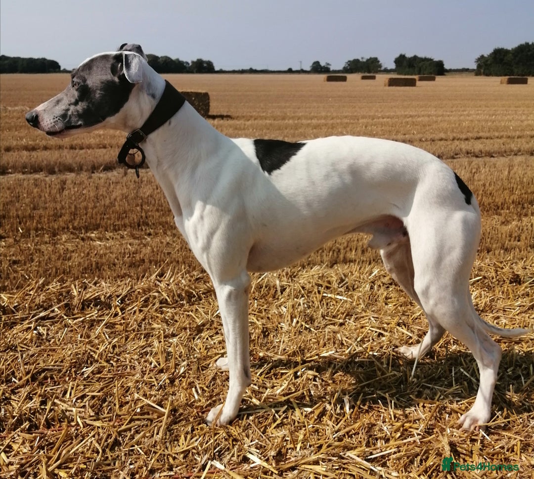 Whippet dogs for stud: Whippet Studs in Boston - Image 2