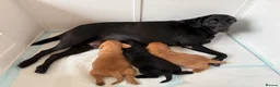 Labrador Retriever dogs for sale: KC reg Labrador puppies: 1 Fox Red, 1 black  in Northwich - Advert 7