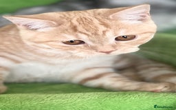 Scottish Fold cats for sale: Kittens Ready for Their Forever Homes - Image 3
