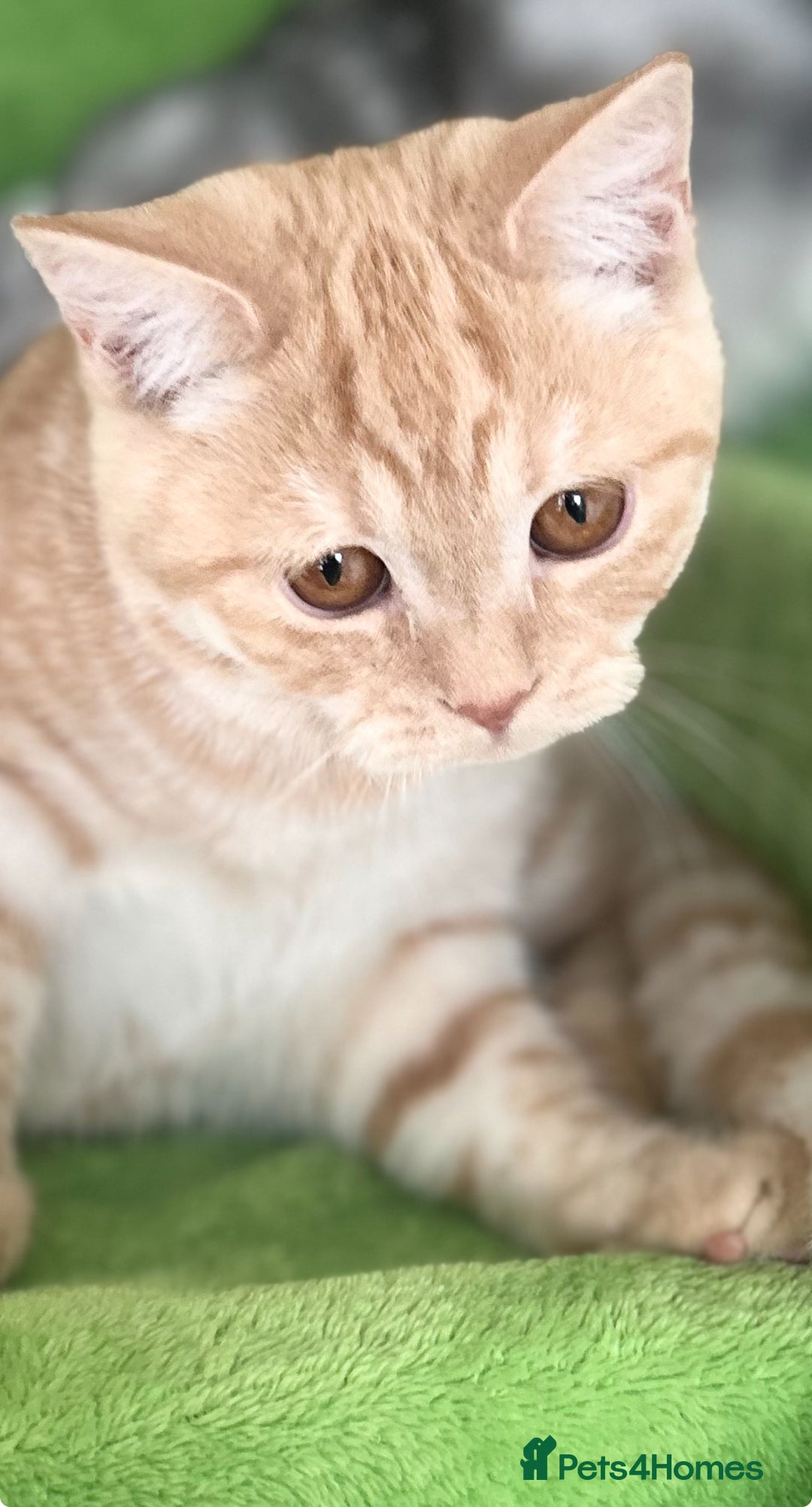 Scottish Fold cats for sale: Kittens Ready for Their Forever Homes - Image 3