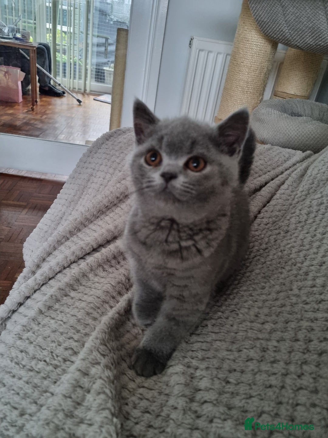 British Shorthair cats for sale: Sweet affectionate happy British Shorthair.  - Advert 3