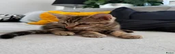 Mixed Breed cats for sale: Beautiful tabby boy - Advert 4