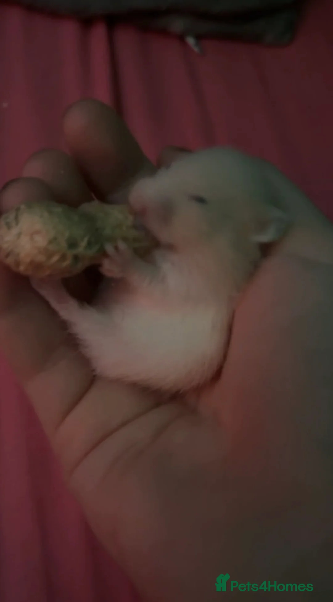 Hamster rodents for sale: Baby syrian hamster in Chipping Campden - Advert 2