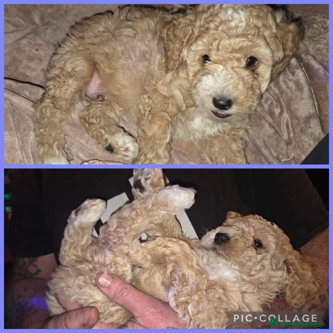 Cockapoo dogs for sale: Champagne and white toy sized male cockapoo  - Image 2