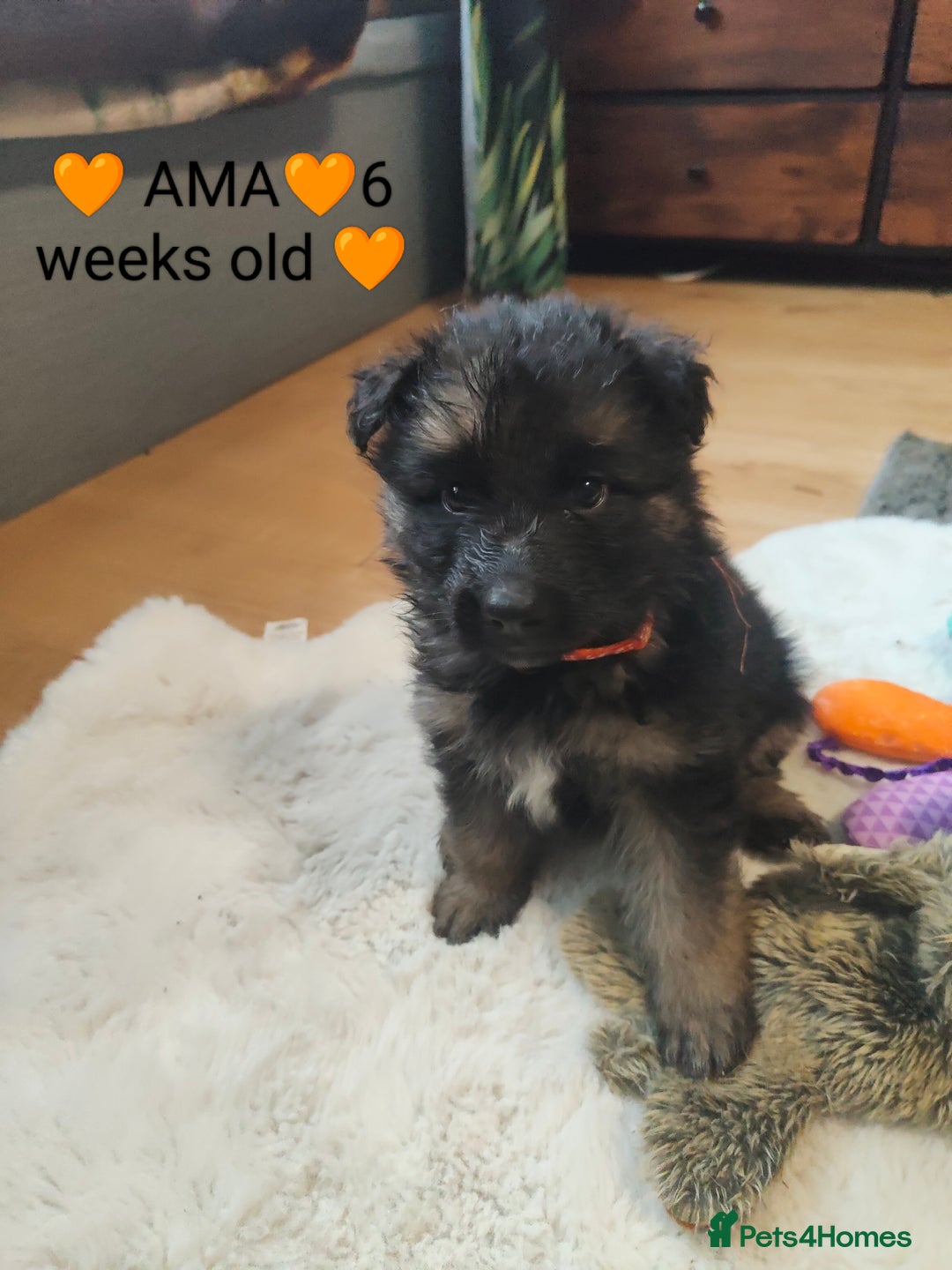 German Shepherd dogs for sale: German shepard puppies for sale - Advert 3