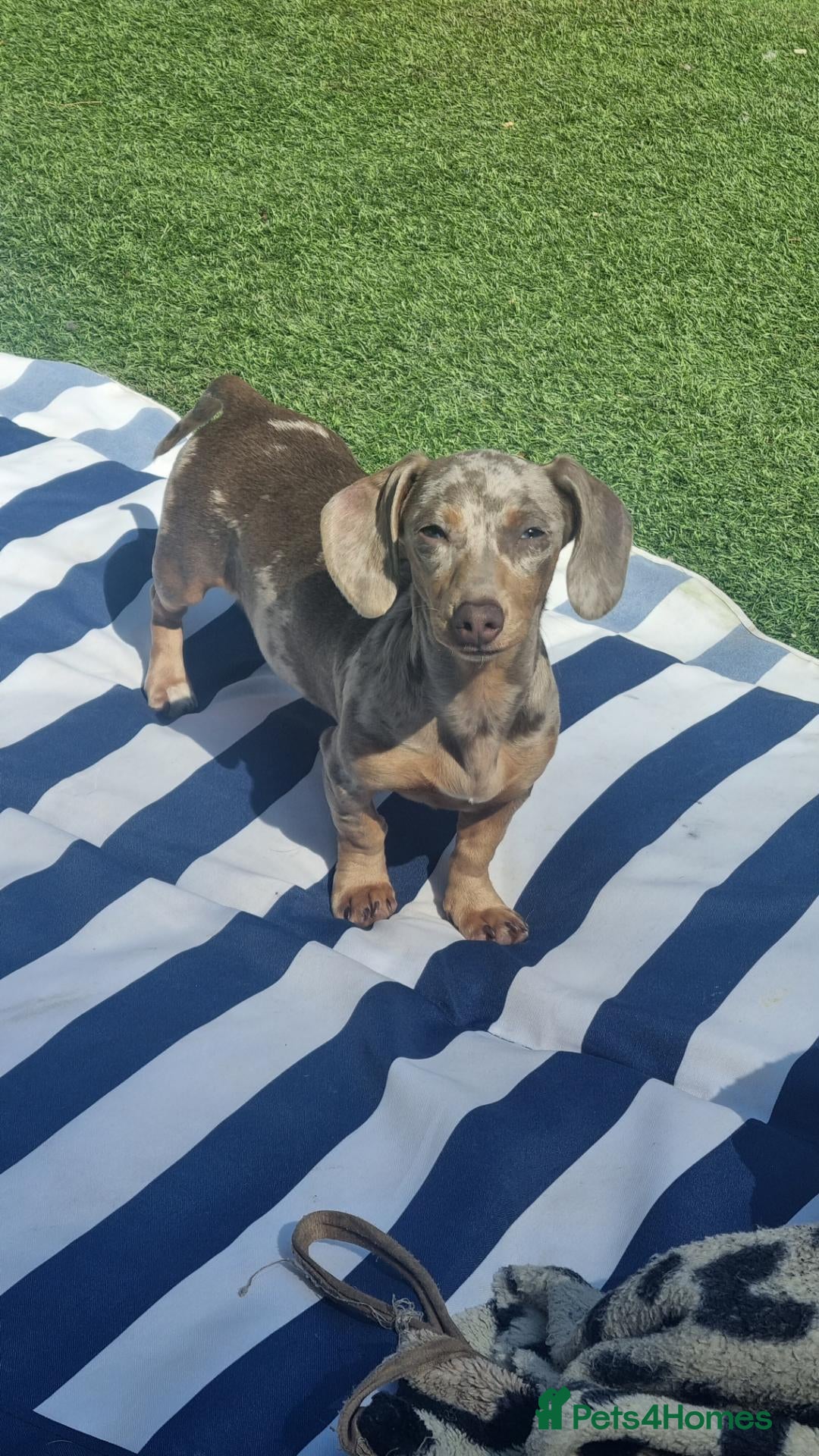 Miniature Dachshund dogs for sale: Female miniature dachshund - Advert 1