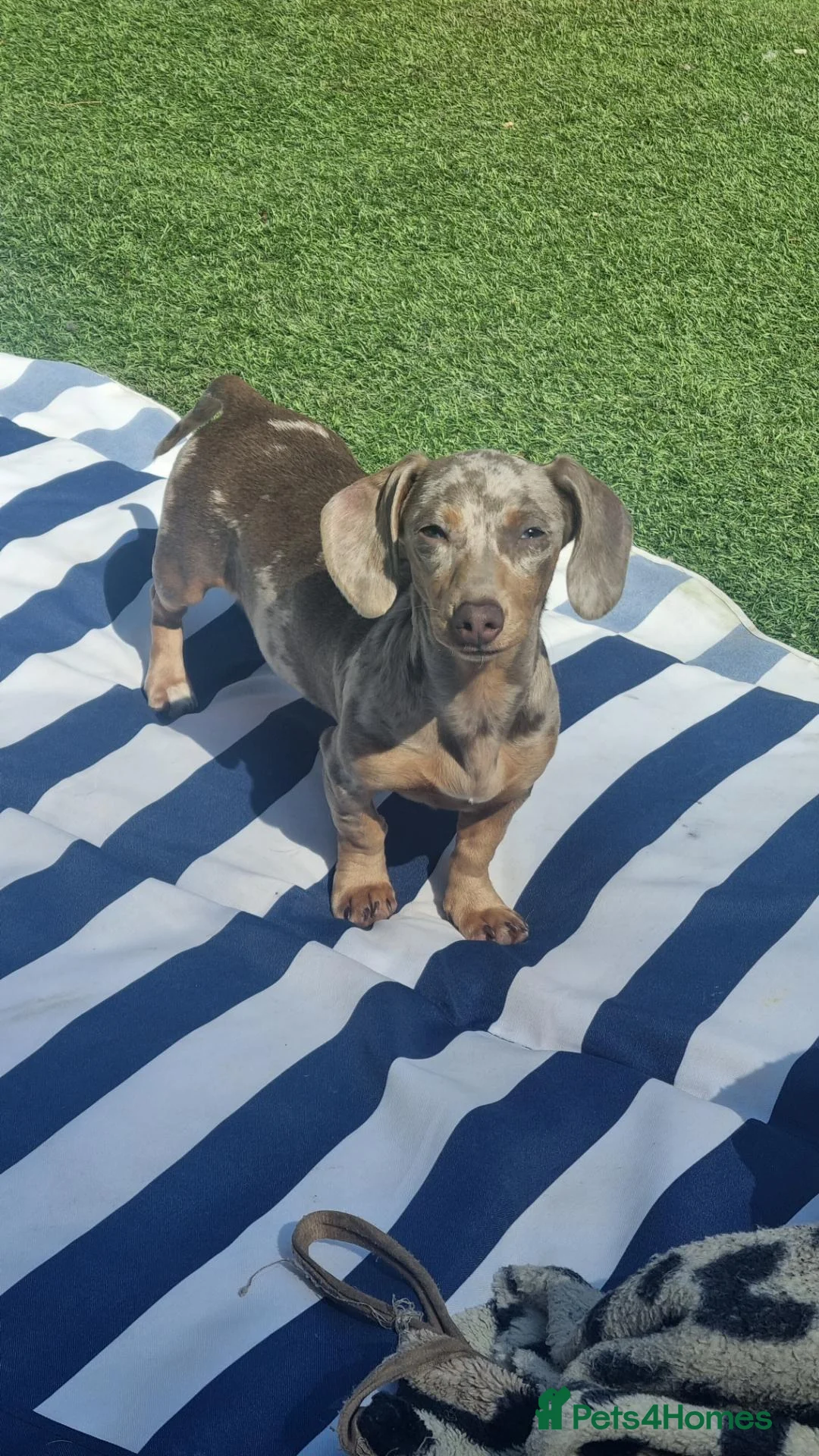 Miniature Dachshund dogs for sale: Female miniature dachshund - Advert 1