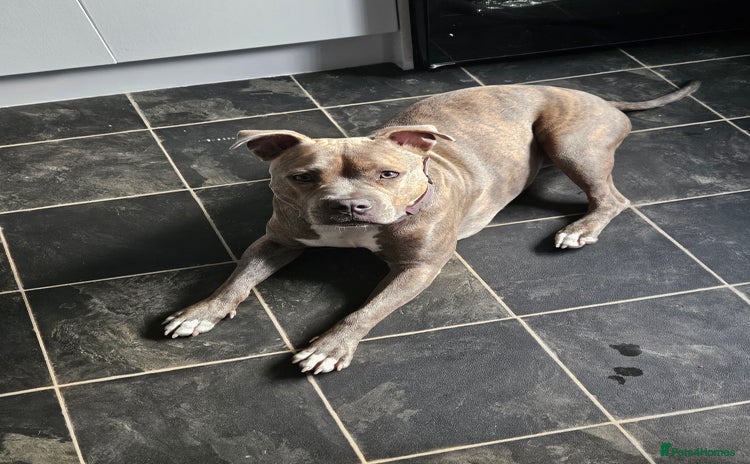 Staffordshire Bull Terrier dogs - Advert 2