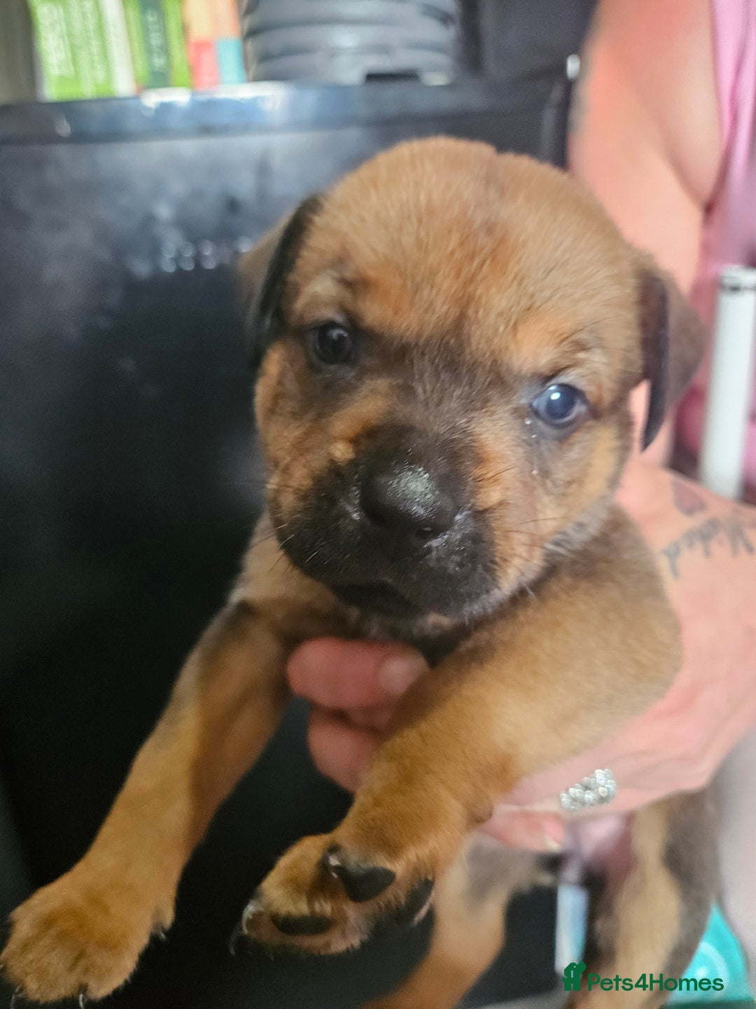 Mixed Breed dogs for sale: Rottweiler x staffy - Image 2
