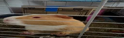 Guinea Pig rodents for sale: 2 yr old me guinea pig - Advert 4