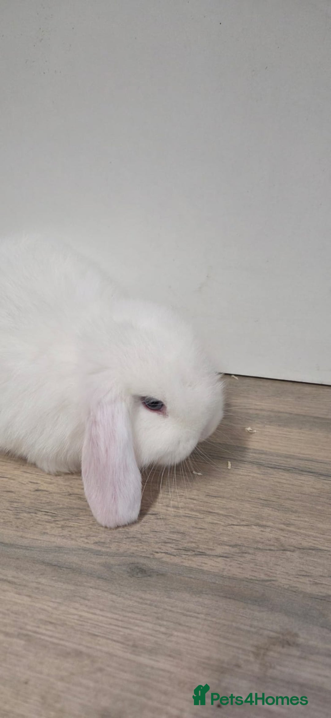 Mini Lop rabbits for sale: ❤️Purebread mini lops for sale❤️ - Advert 10