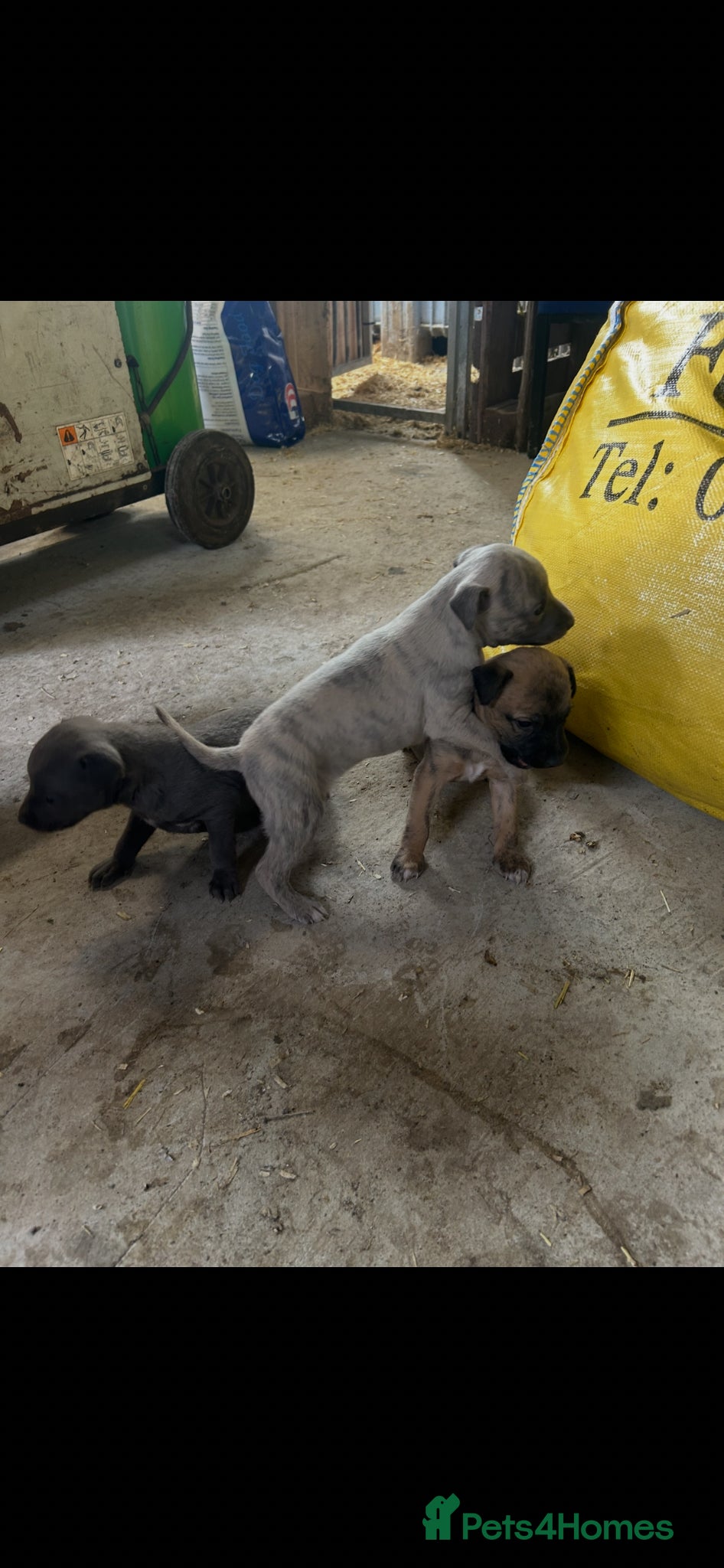 Whippet dogs for sale: Whippet puppies - Advert 3