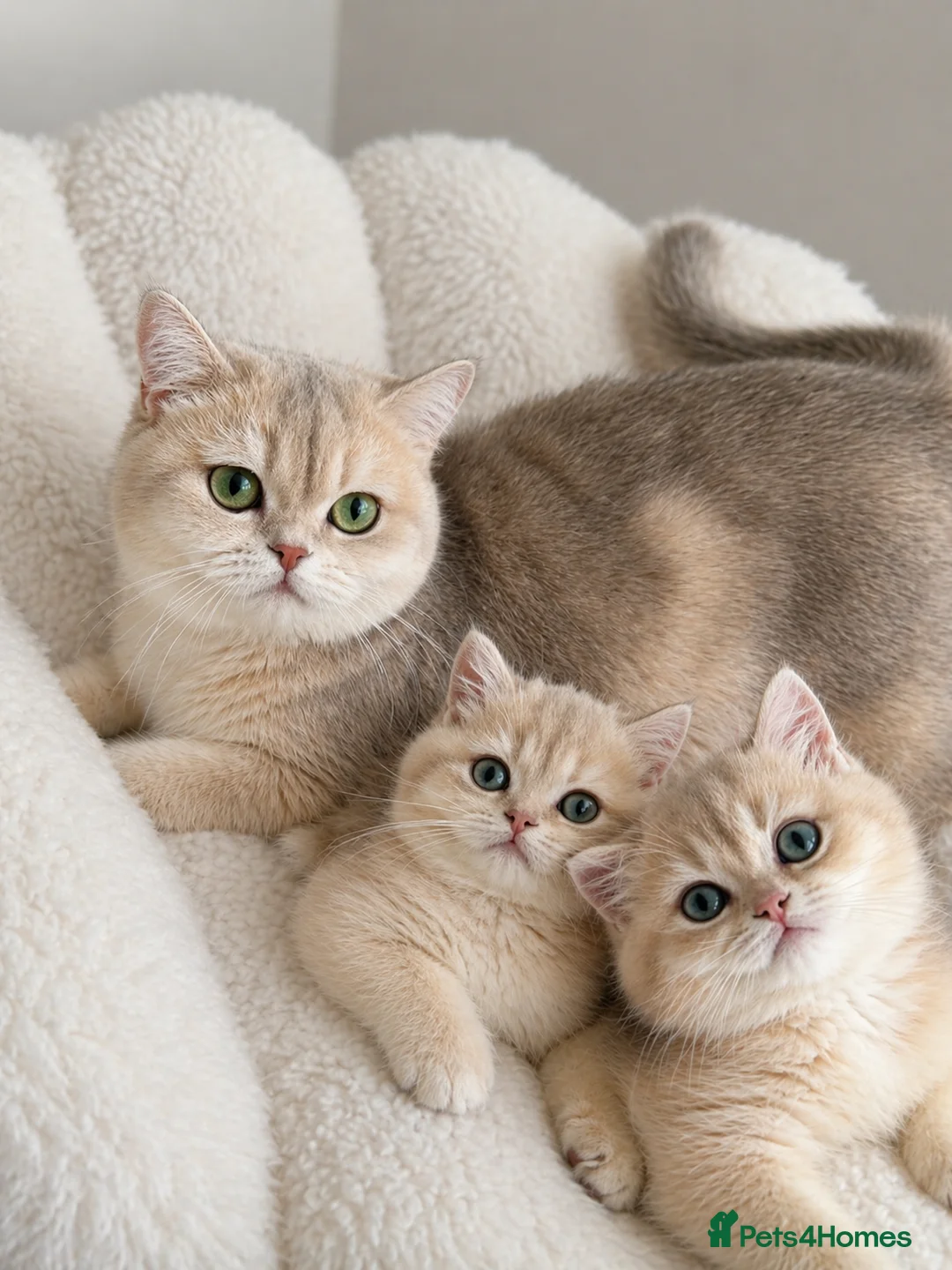 British Shorthair cats for sale: Godlen Blue British Shorthair kittens - Advert 36