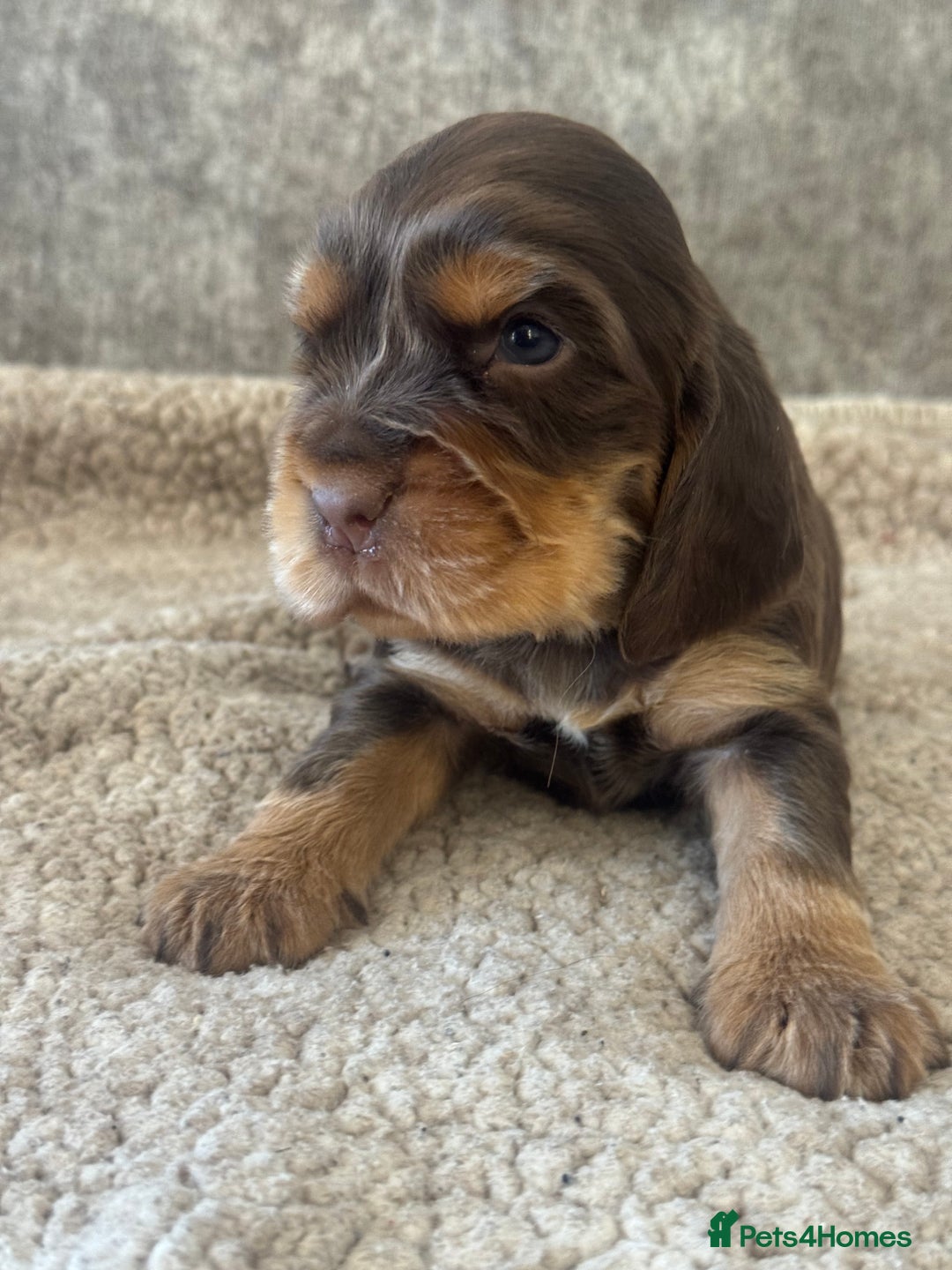 Cocker Spaniel dogs for sale: 100% SHOWTYPE KC REGISTERED HEALTH TESTED - Advert 9