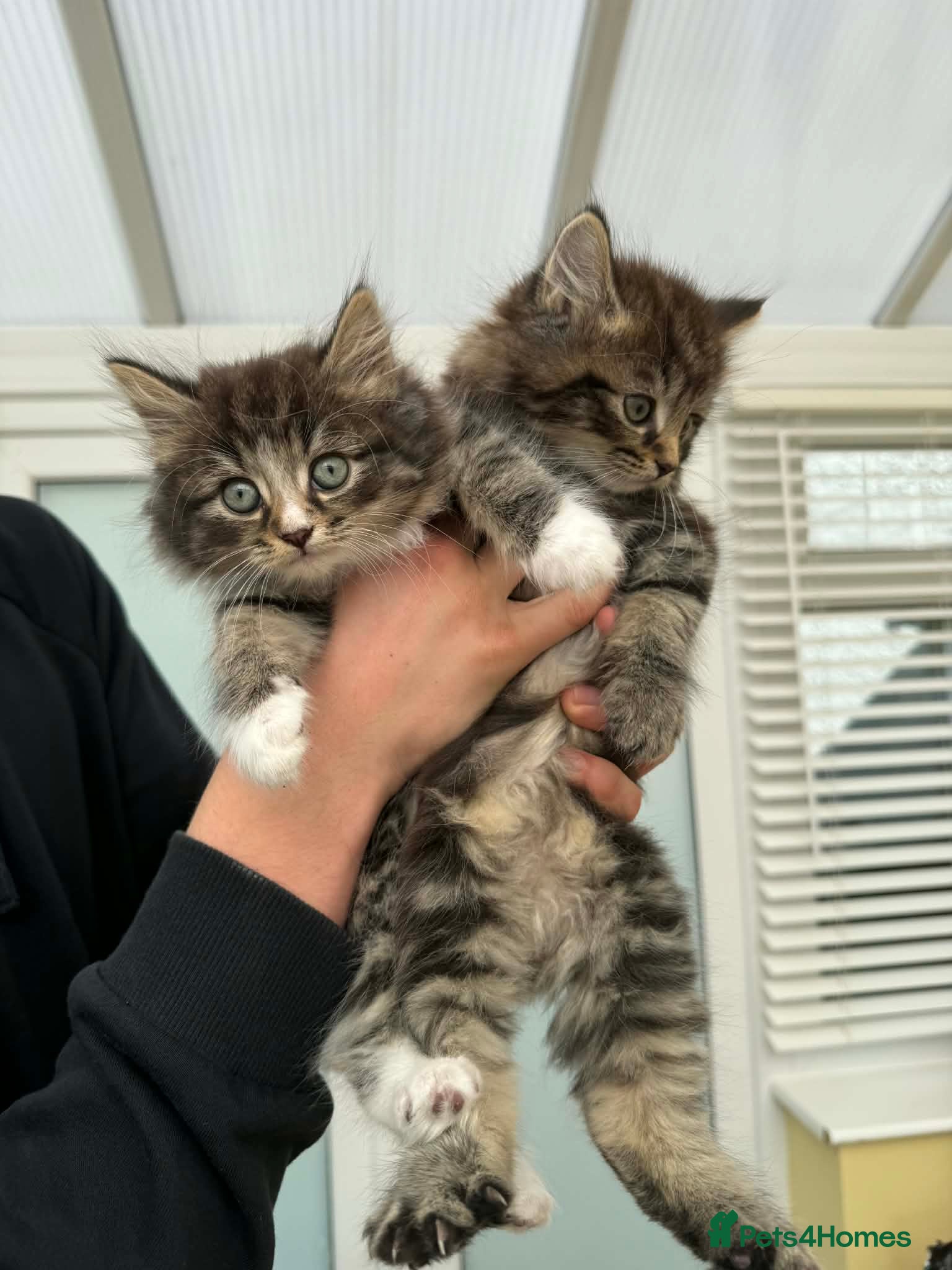 Mixed Breed cats Maine coon xxx  - Advert 1