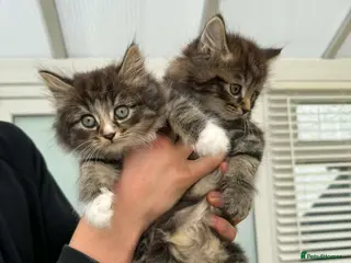 Mixed Breed cats Maine coon xxx - Advert 1