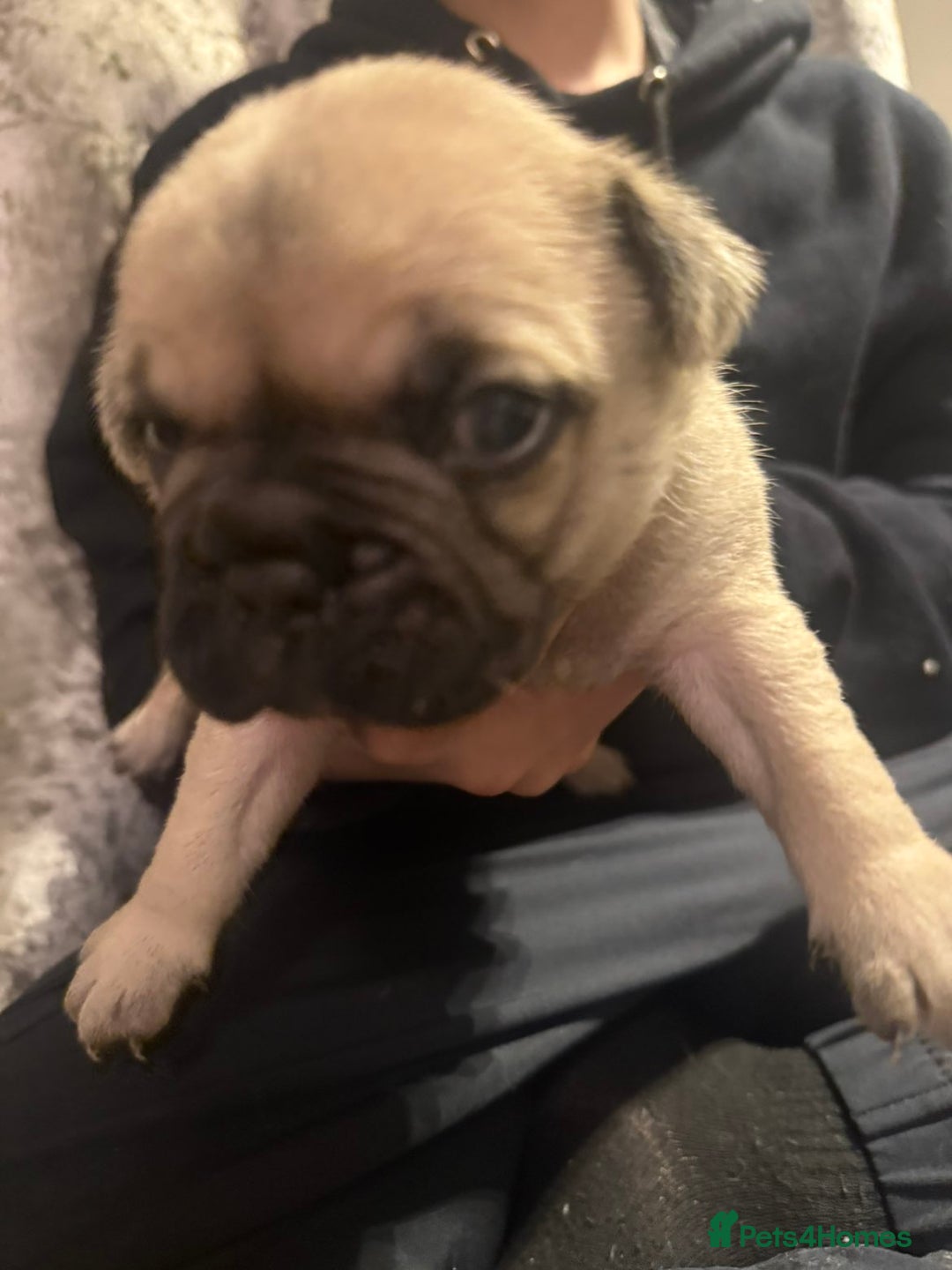 Frug dogs for sale: Frug puppies - Advert 11