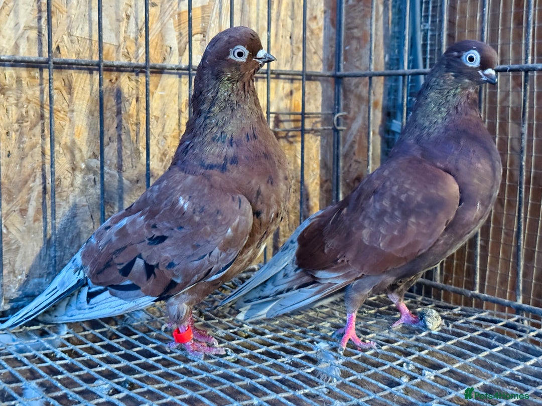 Pigeons birds for sale: RARE COLOUR PORTUGUESE TUMBLER PIGEONS - Advert 9