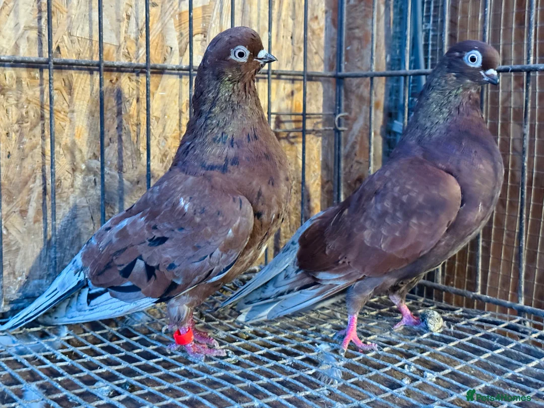 Pigeons birds for sale: RARE COLOUR PORTUGUESE TUMBLER PIGEONS - Advert 9