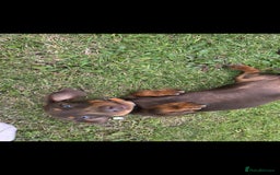 Miniature Dachshund dogs for sale: 2 miniture Dachshund unrelated to go together - Image 5