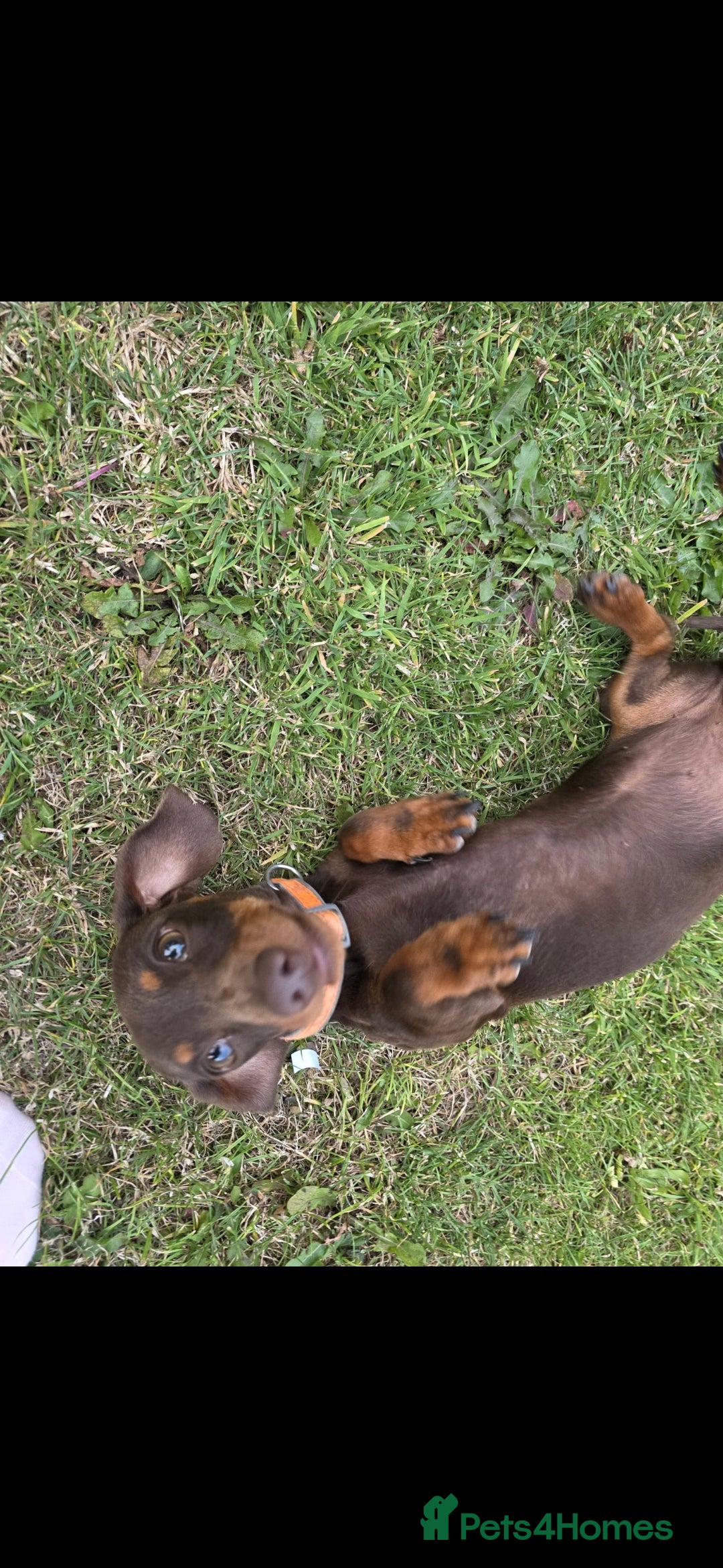 Miniature Dachshund dogs for sale: 2 miniture Dachshund unrelated to go together - Image 5