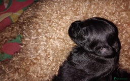 Mixed Breed dogs for sale: Miniature Poodle cross french bulldog puppies  - Image 9