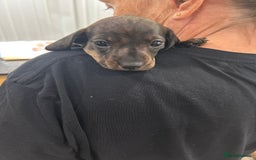 Dachshund dogs for sale: Gorgeous miniature Dachshund Bitch pups   - Image 3