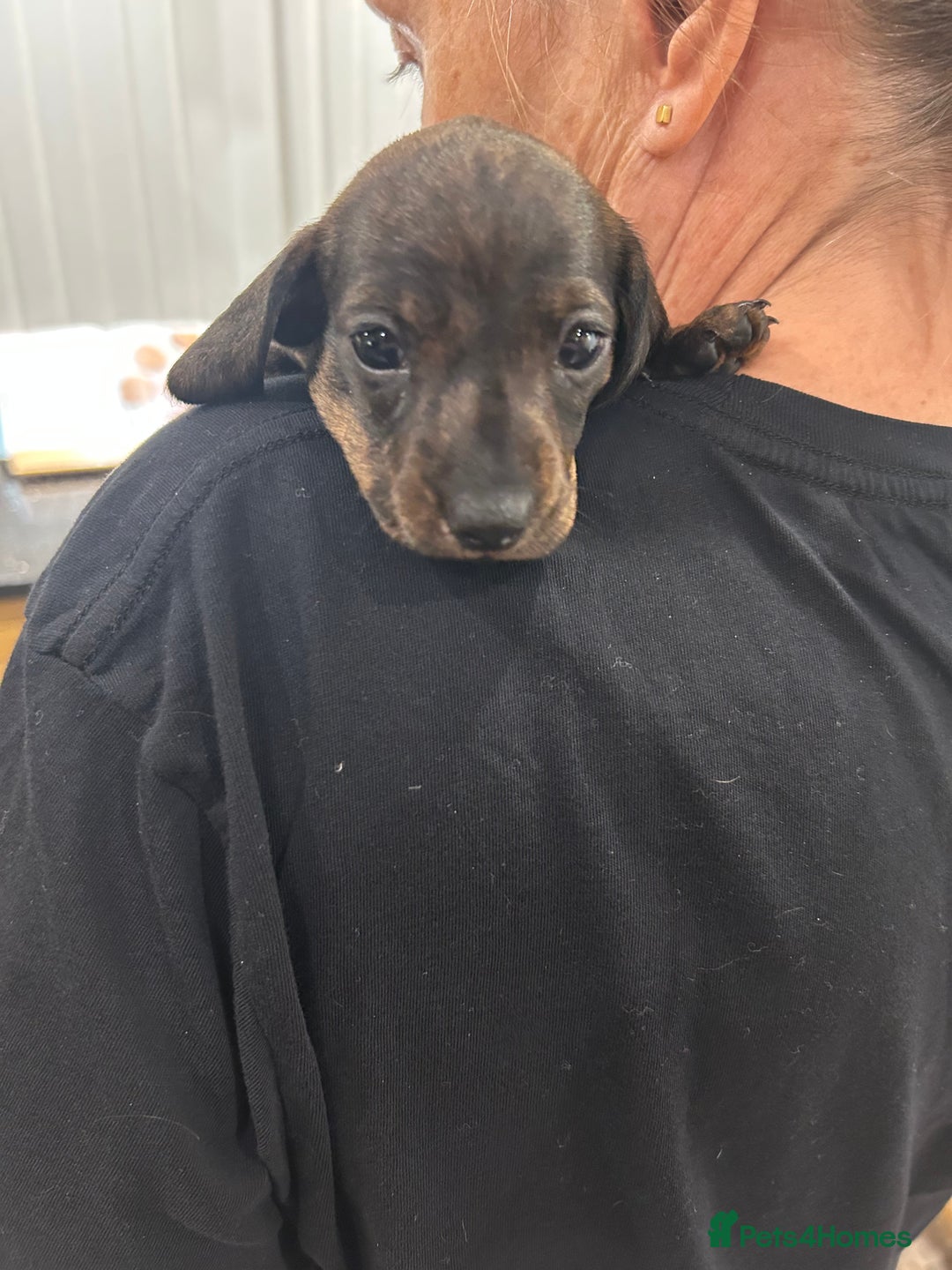 Dachshund dogs for sale: Gorgeous miniature Dachshund Bitch pups   - Image 3