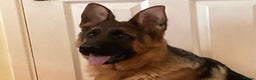 German Shepherd dogs for sale: Outstanding specimen German Shepherd  - Advert 12