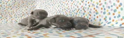 Staffordshire Bull Terrier dogs for sale: Exceptional valglo sired puppies (1 black male) - Advert 14