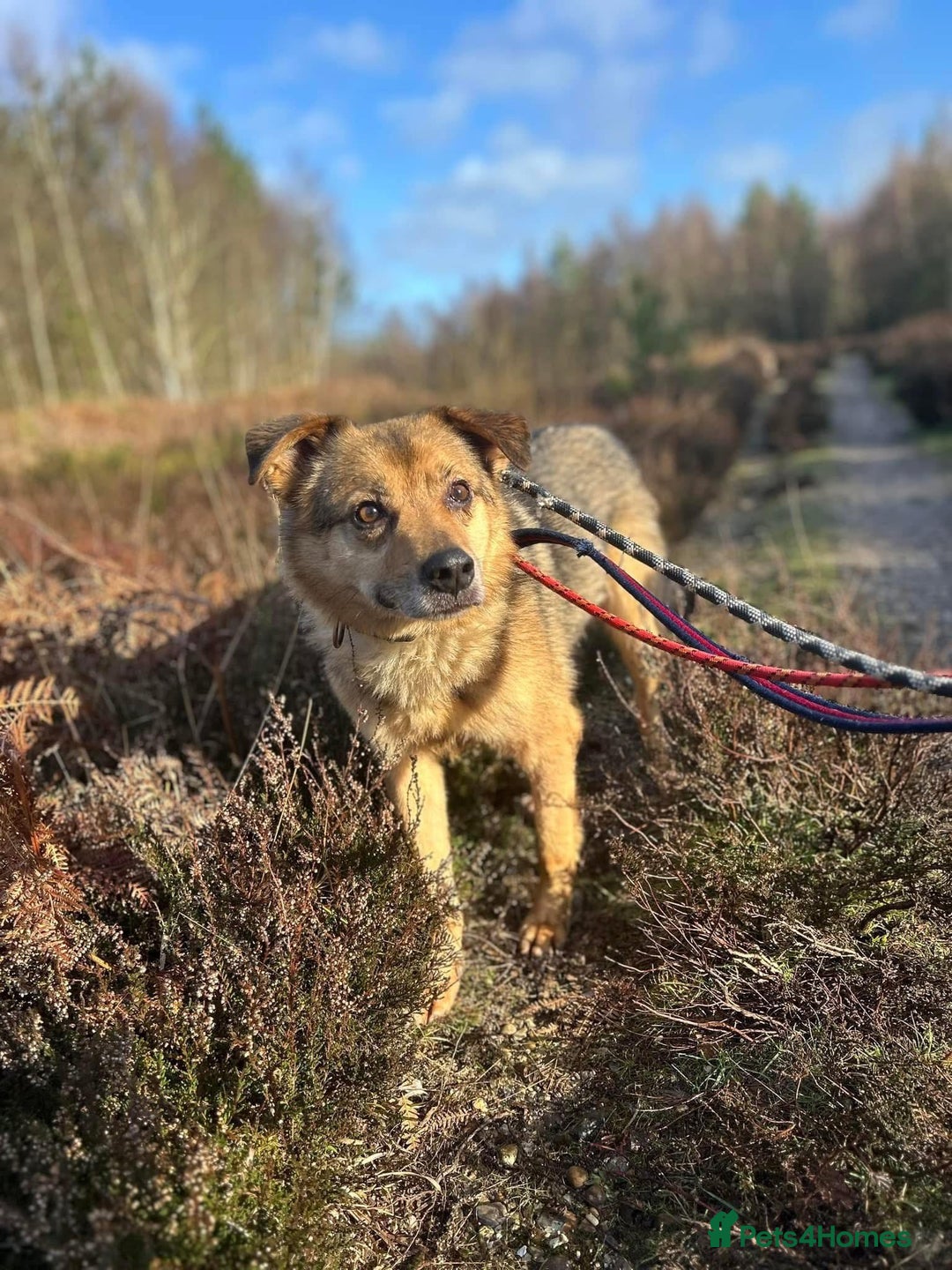 Mixed Breed dogs for adoption: Einstein - Norwich Norfolk  in Norwich - Image 6