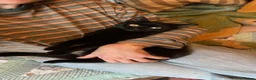 Domestic Shorthair cats for adoption: Star, 8 month old girl  - Advert 7